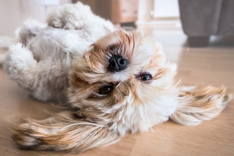 dog, lhasa apso, canine