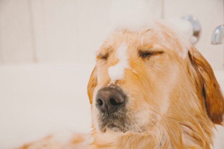 puppy, bath, pet-5413167.jpg