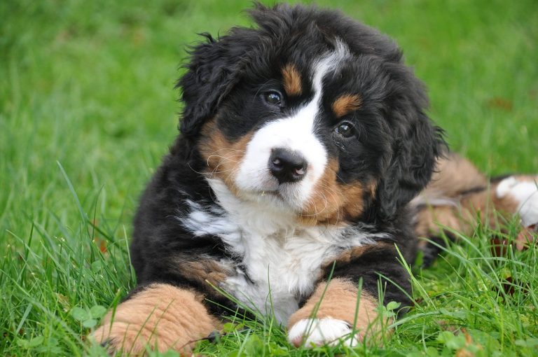 bernese mountain dog, dog, big dog-1177074.jpg