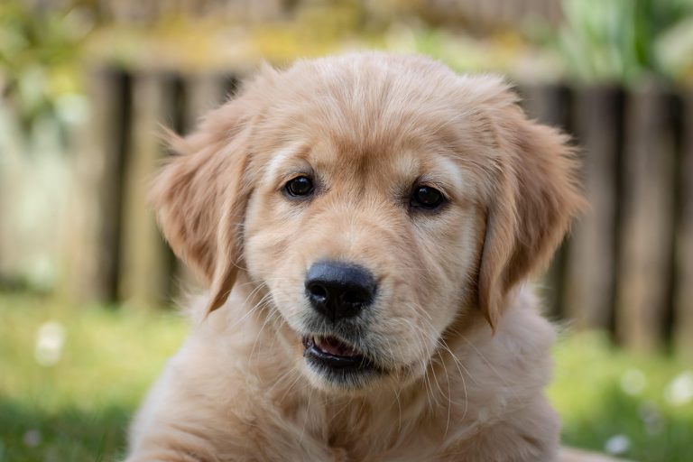 dog, baby dog, puppy, pet, cute, purebred dog, animal, dog look, view, golden retriever, face, dog head, domestic animal, animal portrait, beige-4445518.jpg